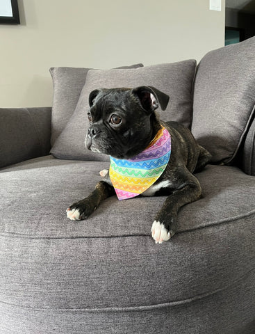 Roo, a black puppy modelling a colorful striped bandana.