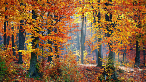 Beautiful trees in Autumn