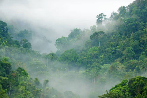 Quelle est la plus grande Jungle du Monde Déco-exotique.fr