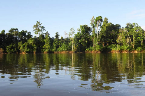 Quelle est la plus grande Jungle du Monde Déco-exotique.fr