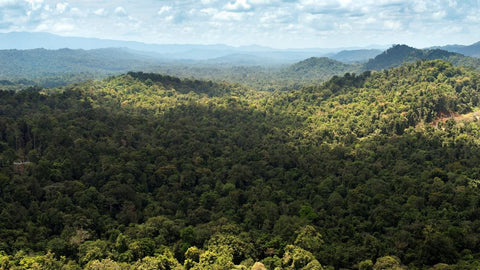 Quelles sont les plus grandes forêts tropicales du monde Déco-exotique.fr