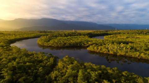 Quelles sont les plus grandes forêts tropicales du monde Déco-exotique.fr