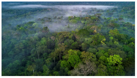 Quelles sont les plus grandes forêts tropicales du monde Déco-exotique.fr