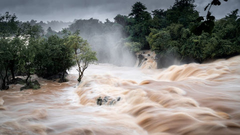 Quelles sont les plus grandes forêts tropicales du monde Déco-exotique.fr