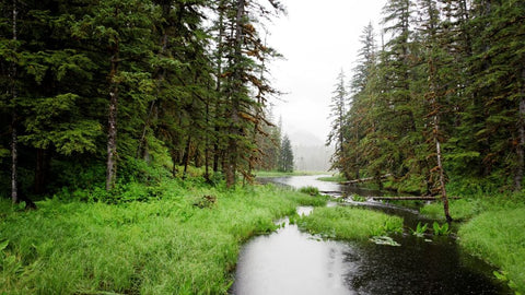 Quelles sont les plus grandes forêts tropicales du monde Déco-exotique.fr