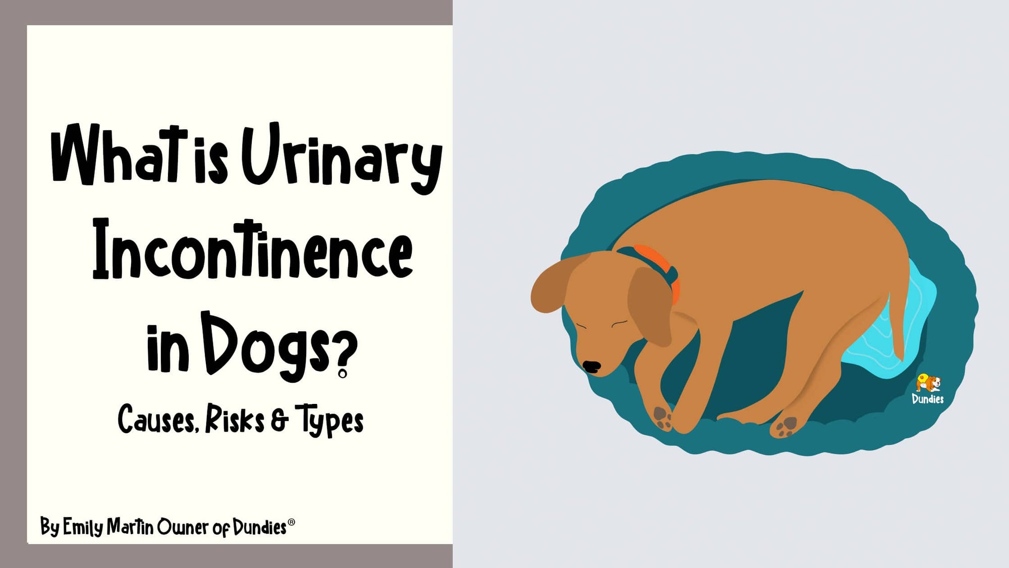Is My Dog Suffering Urinary Incontinence? - Dundies Pty Ltd