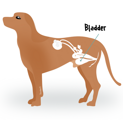 Dog bladder - Dundies 