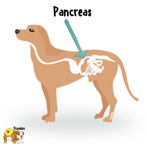 Dogs with Diabetes - Dundies - Dog pancreas for diabetes type 1 