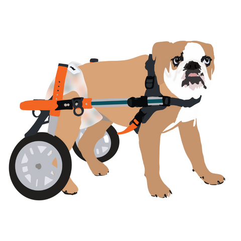Dog in nappy in wheelchair | Dundies