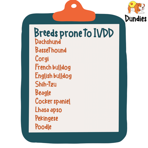 IVDD - Breeds at Risk - Dundies 