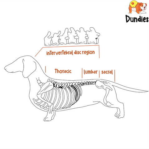 IVDD in Dogs - Dundies - Spine Image 