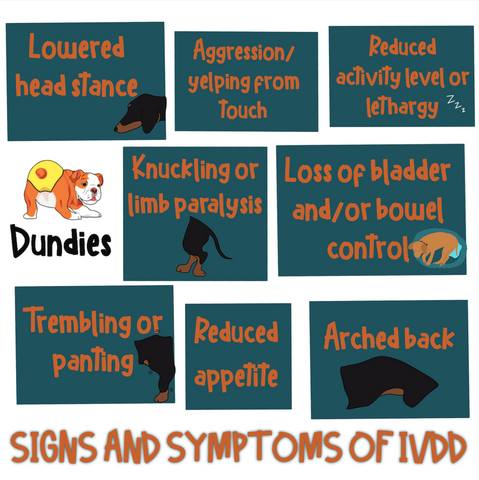 IVDD - Signs and Symptoms - Dundies 