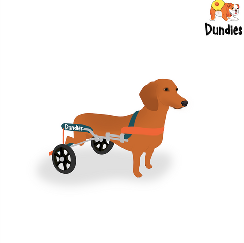 IVDD - Dog in Wheelchair - Dundies 