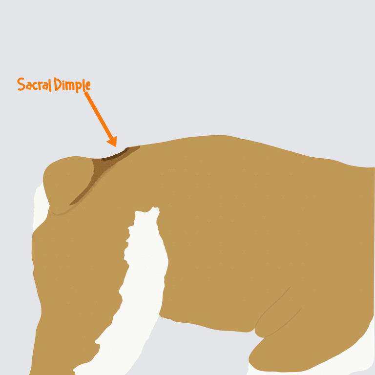 Sacral Dimple on Dog Spine