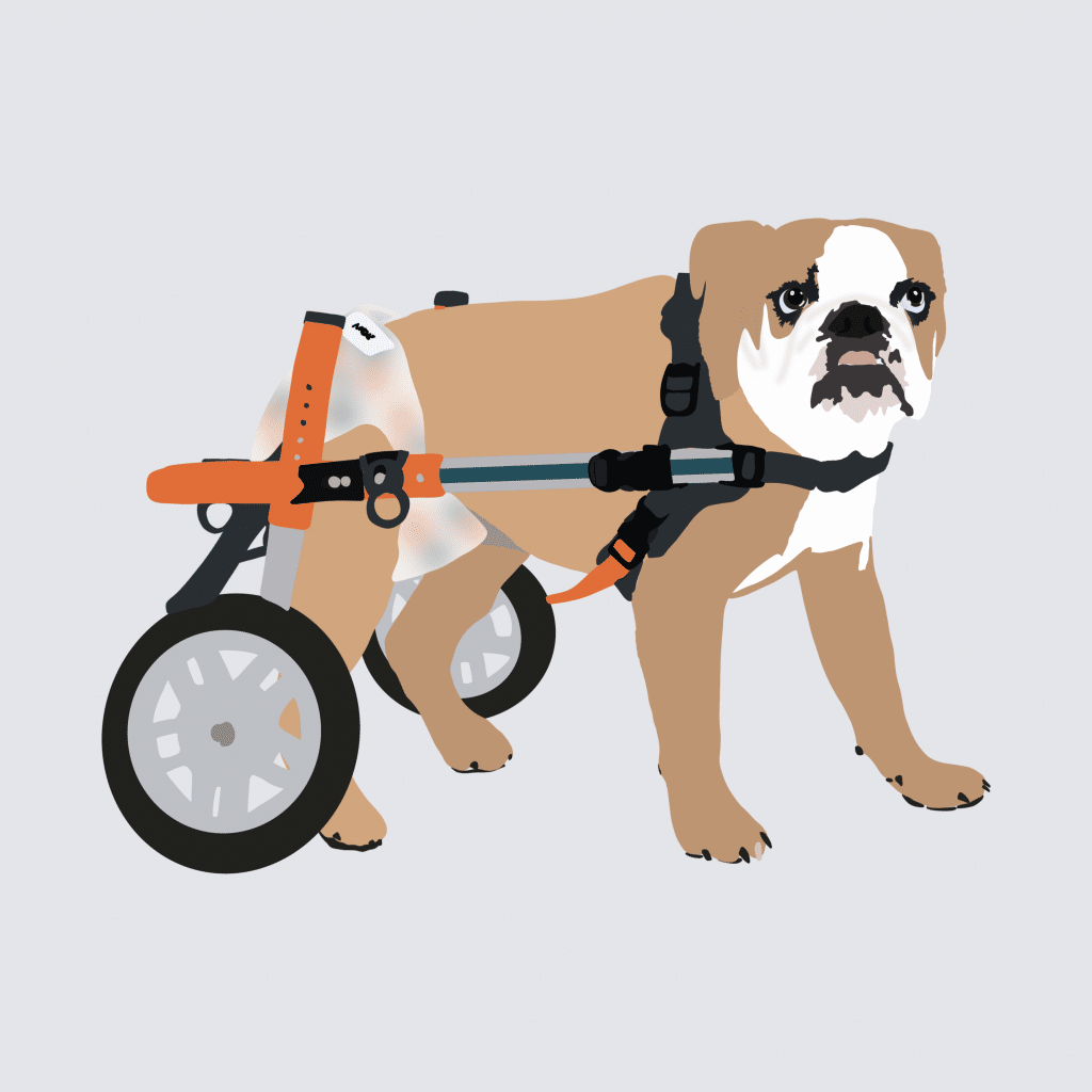 Spina Bifida Bulldog in Wheelchair