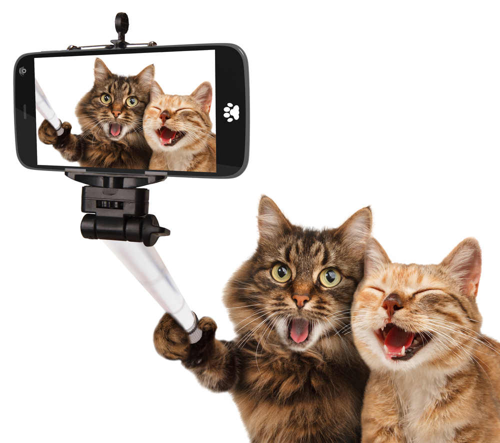 funny cats selfie