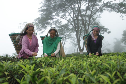 Plucking tea leaves nepal