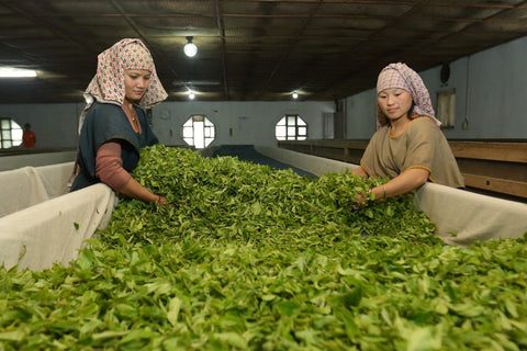 nepali loose leaf tea sorting