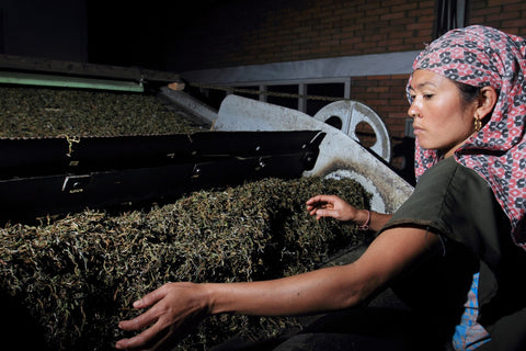 loose leaf tea nepal