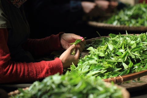 Sorting tea leaves in Nepal