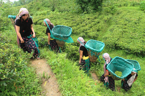 Collecting tea leaves in Nepal