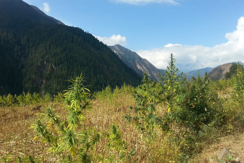 wild cannabis dolpo nepal