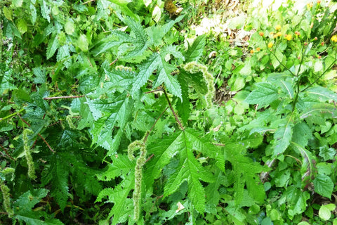 giant himalayan nettle