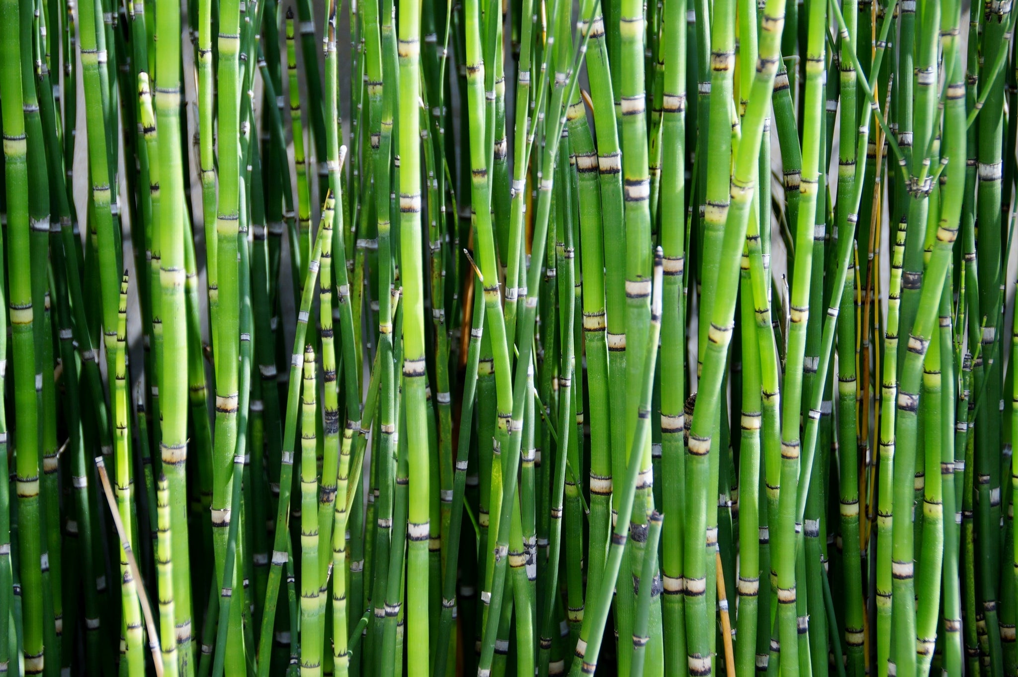 Bambus Vitalstoff Lexikon AgilNature