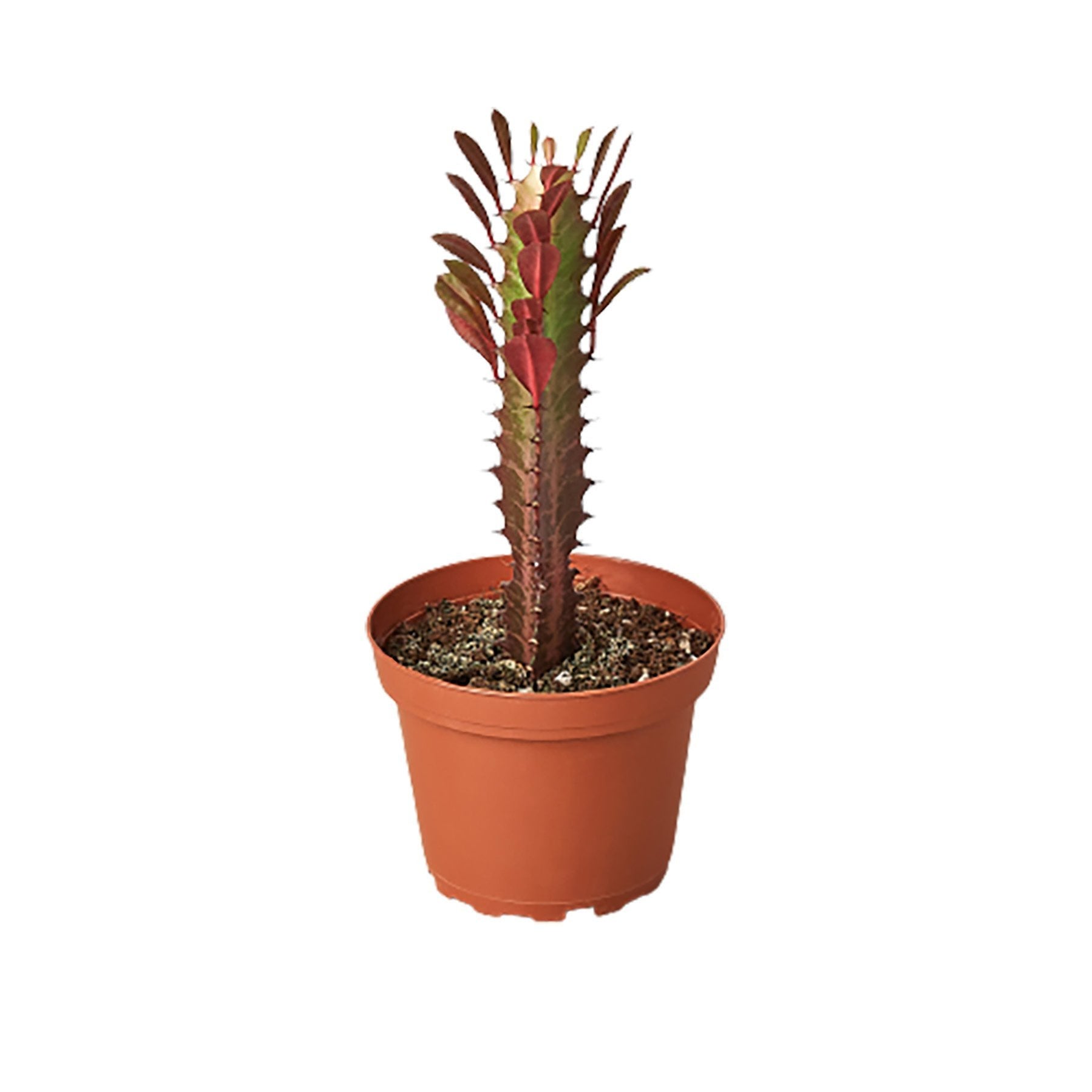 Euphorbia Trigona Rubra — House Plant West