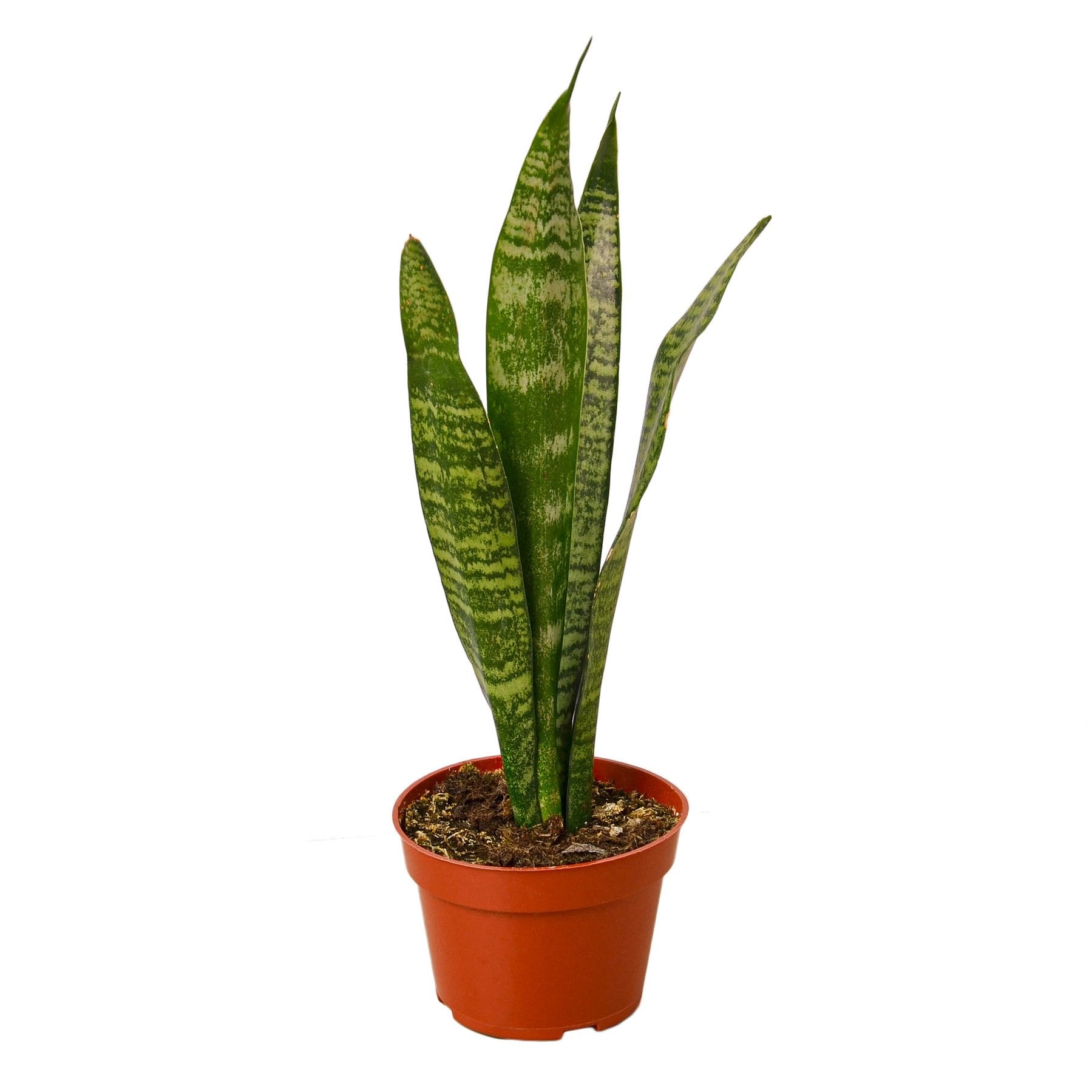 Snake Plant 'Zeylanica' — house-plant-west