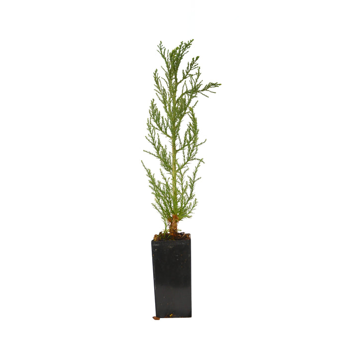 Giant Sequoia Tree - Small Plastic Pot -Ready as is for Replanting - Home and Garden Plants