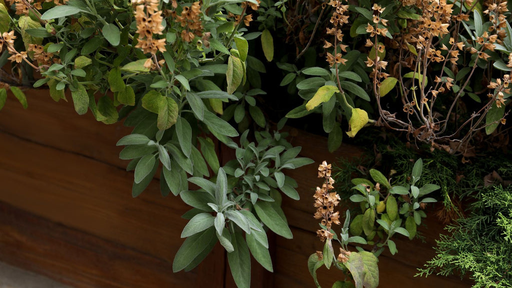 Beautiful Sage with Green Leaves Growing in Wooden Planter