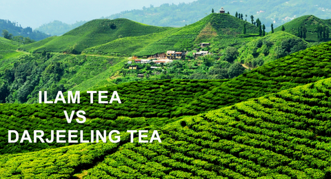 Ilam tea grown in the eastern hills of Nepal offers a unique flavor profile, exceptional quality, and eco-friendly practices, making it a great alternative to Darjeeling tea.