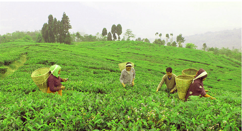Ilam Workers plucking tea