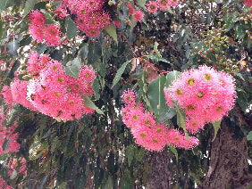 Flowers in the Barossa Valley