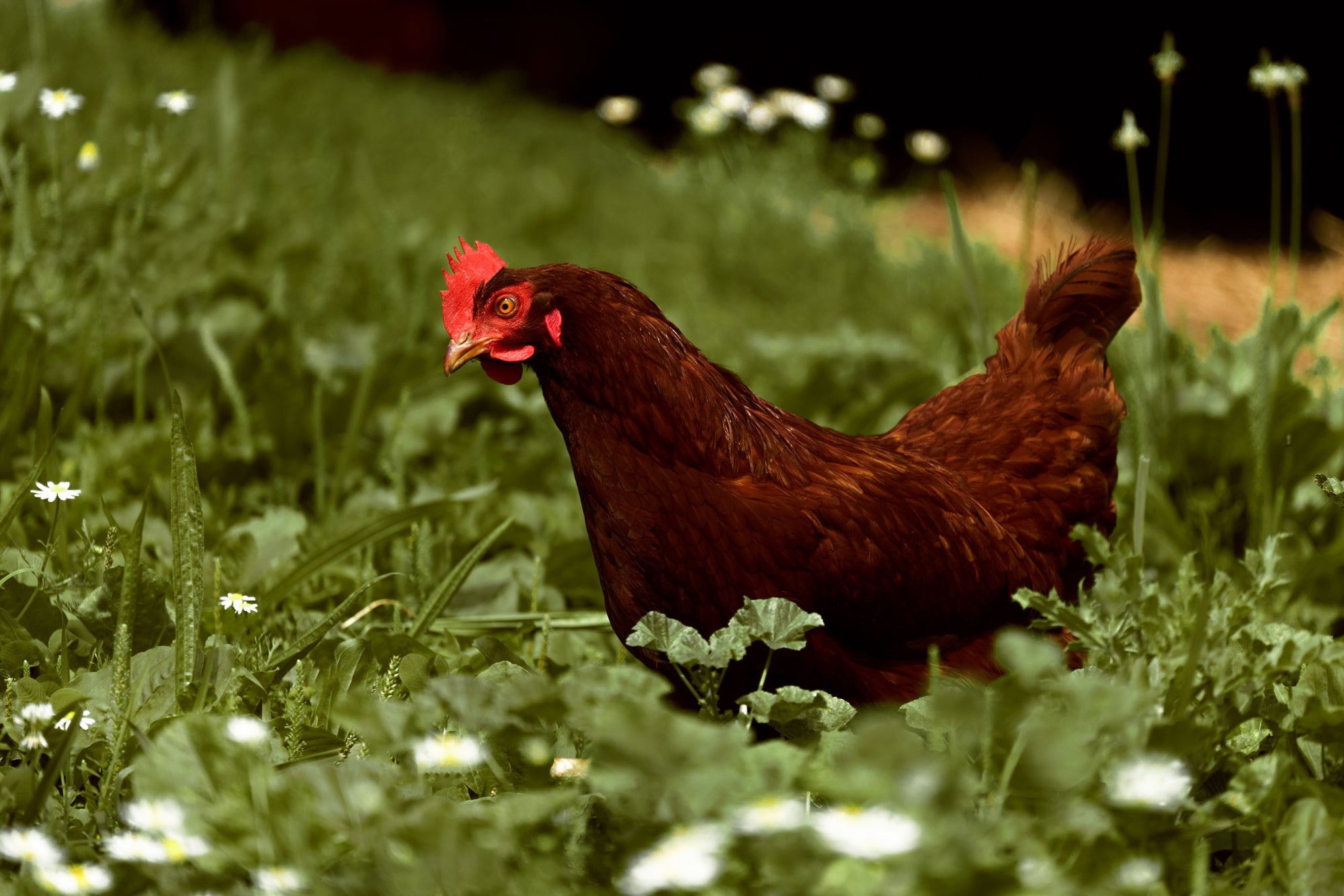 Chickens for Sale  Baby Chicks · eFowl