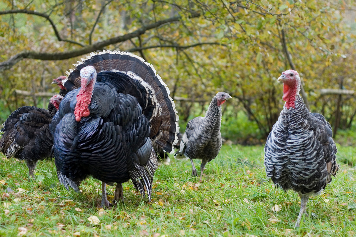 Image of Turkeys🦃