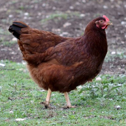 Picture of Rhode Island Red Chicken