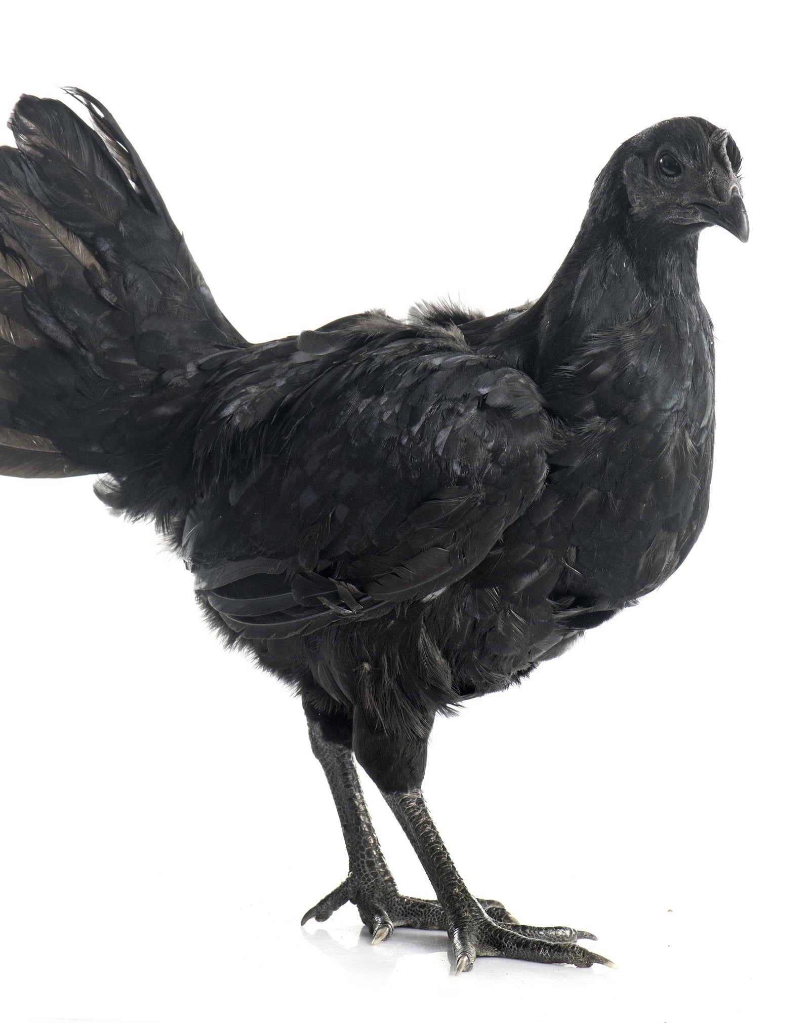 Ayam Cemani: all about the all-black chicken 