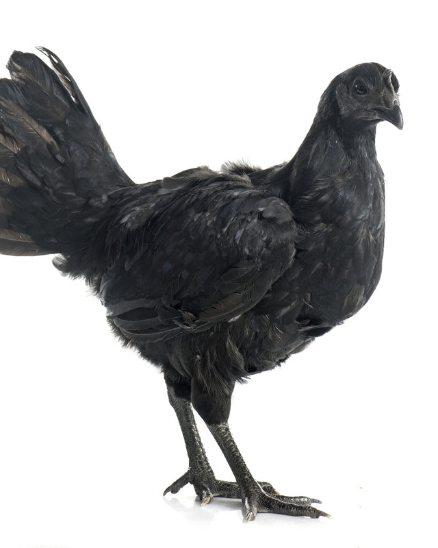 Picture of Ayam Cemani Chicken