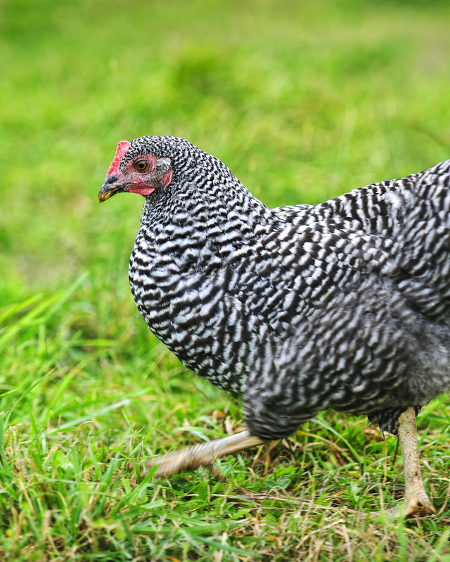 Picture of Barred Plymouth Rock Chicken