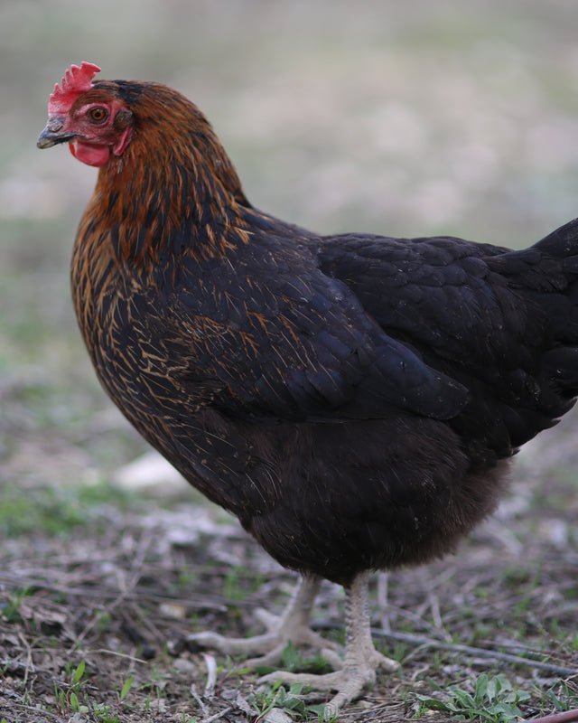 Picture of Black Sex Link Chicken