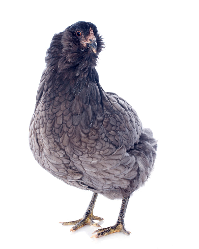 Picture of Blue Ameraucana Chicken