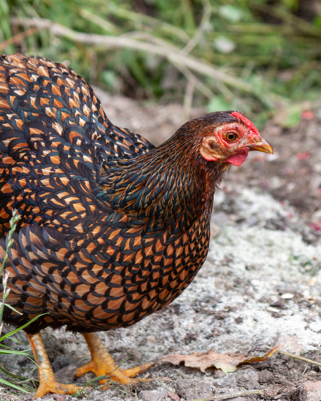 Picture of Blue Laced Red Wyandotte Chicken