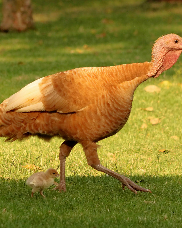 Picture of Bourbon Red Turkey