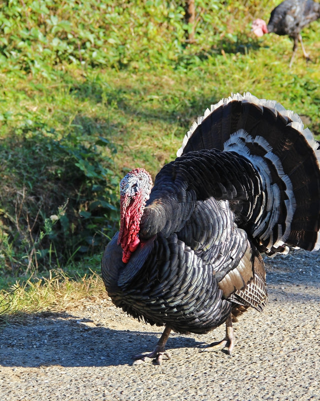 Picture of Broad Breasted Bronze Turkey