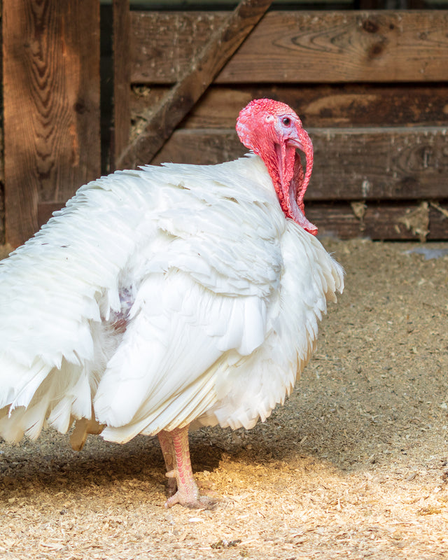 Picture of Broad Breasted White Turkey