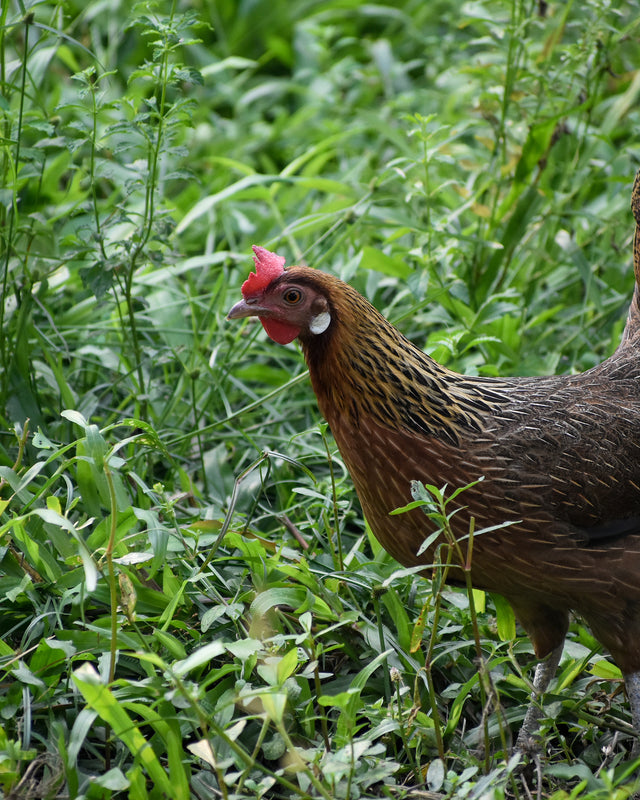 Picture of Brown Leghorn Chicken