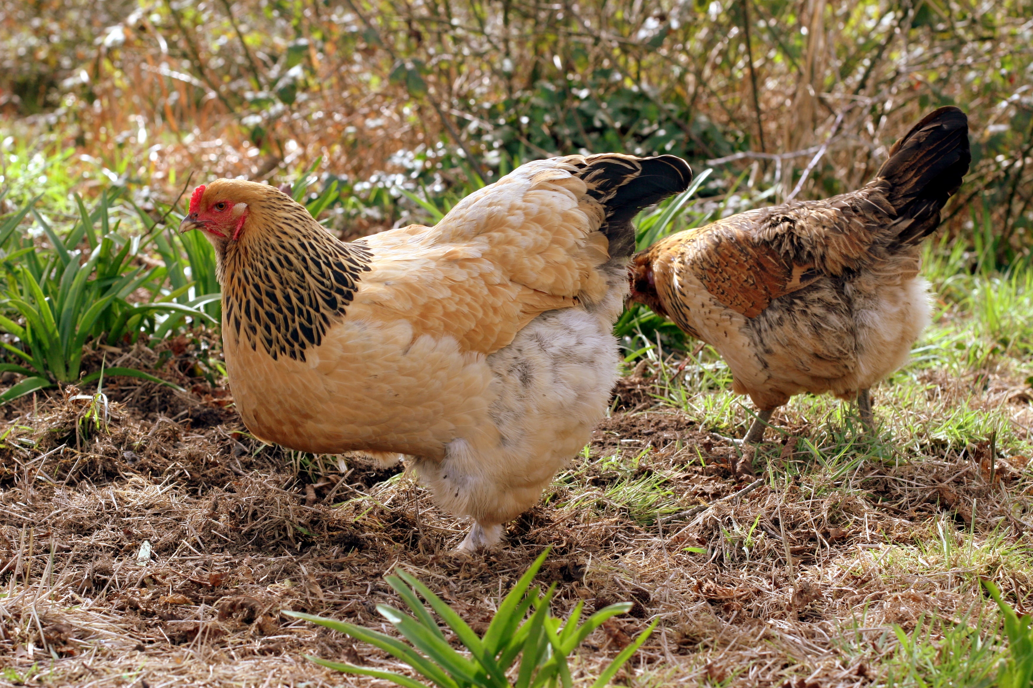 Buff Brahma Chicken with the Excessive Multi-colored Plumage that Covers  Leg and Foot. Gallus Gallus Domesticus Stock Image - Image of brown,  farming: 134842077