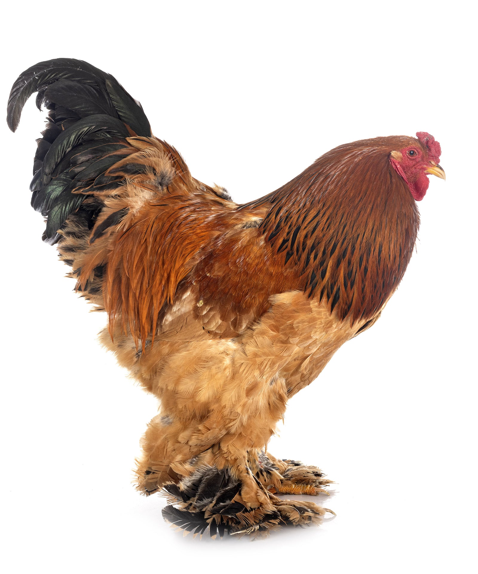 Buff Brahma Chicken with the Excessive Multi-colored Plumage that Covers  Leg and Foot. Gallus Gallus Domesticus Stock Image - Image of brown,  farming: 134842077